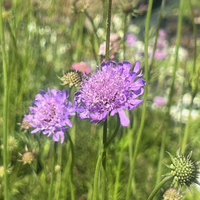 Scabiosa columbaria